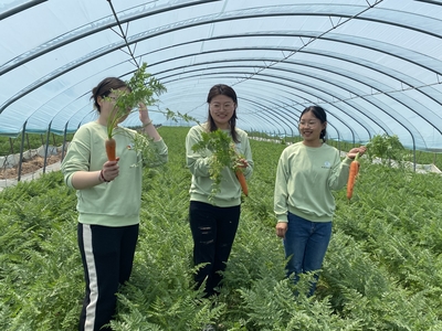 拯救胡萝卜--青岛农大科技小院助力胡萝卜产业高质量发展